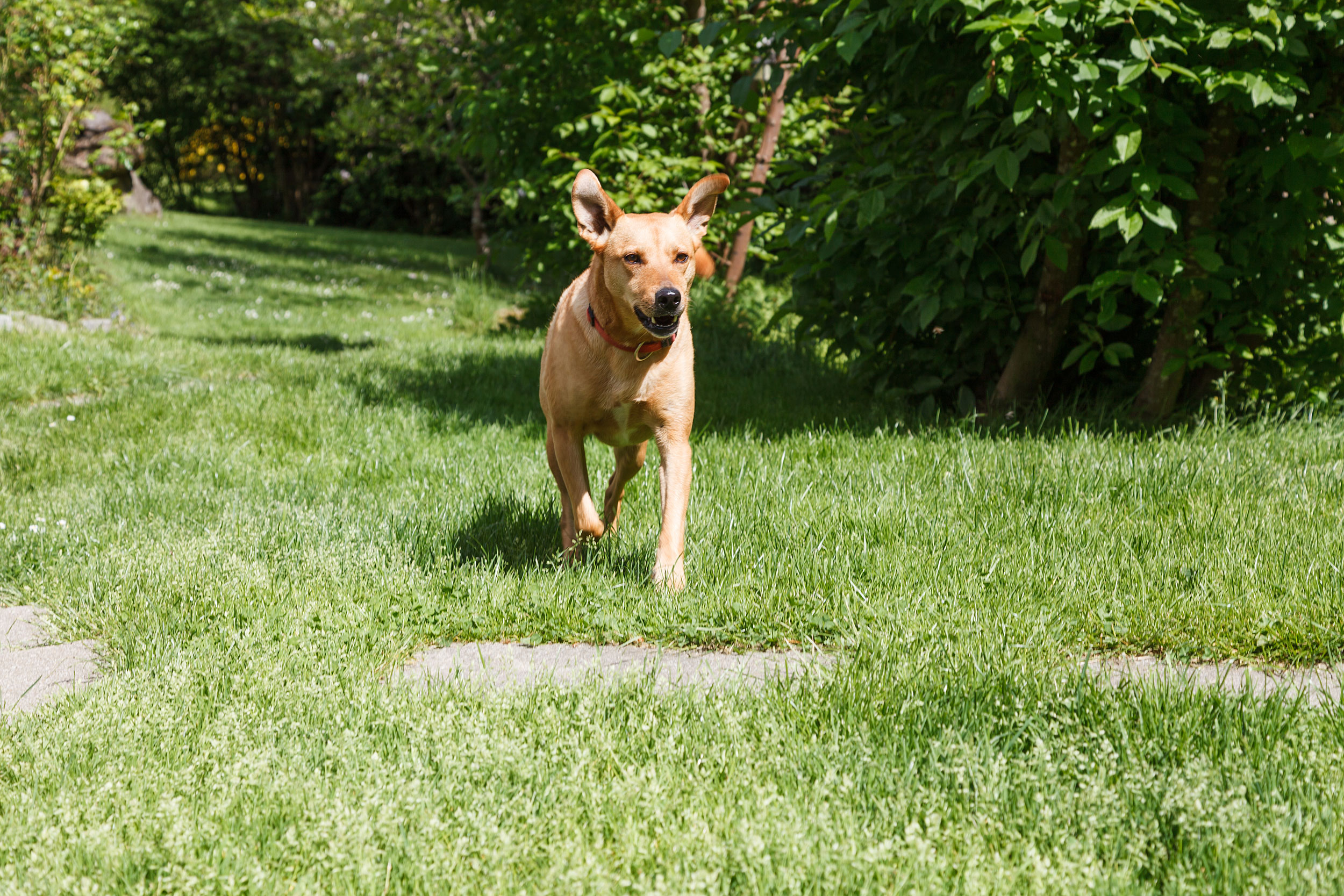 Urlaub mit Hund in Frauenau