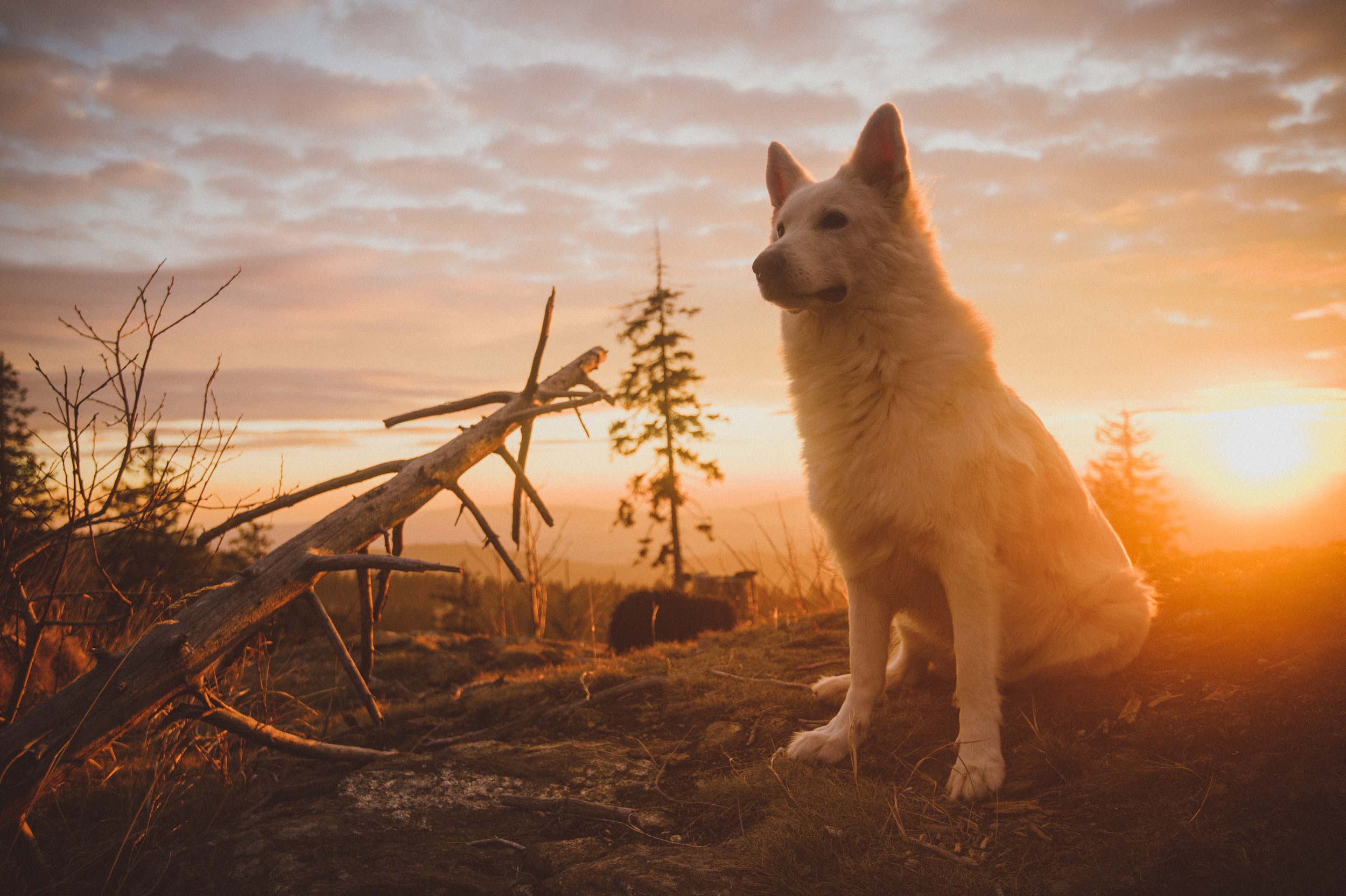 Urlaub mit Hund im Bayerischen Wald