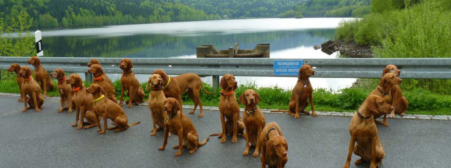 Hundetraining im Bayerischen Wald