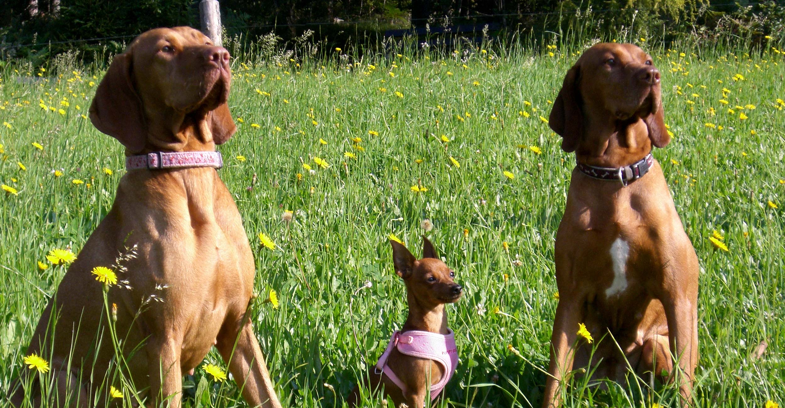 Hundetraining und Hunde Seminare im Bayerischen Wald